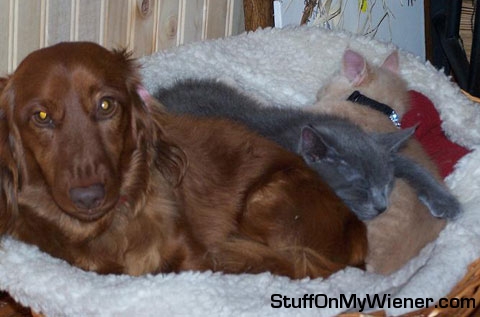 Skippy with kitties in the bed.