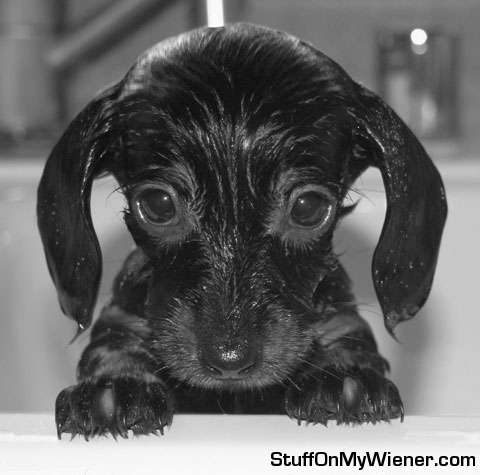 Boo Boo’s first bath.