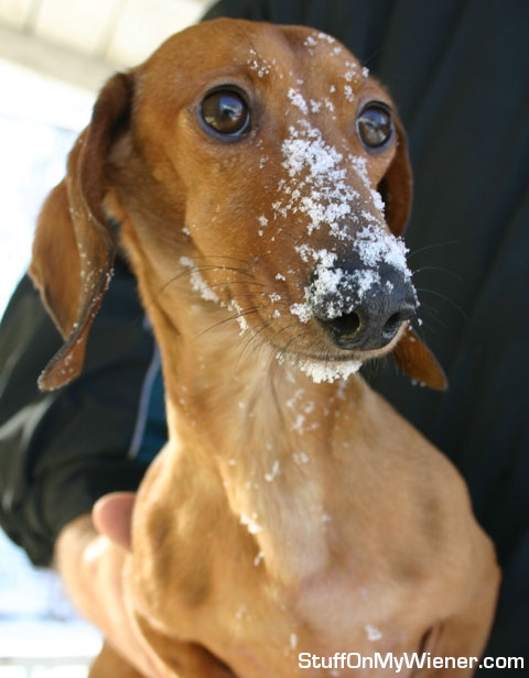 Buddy with snow on his face.