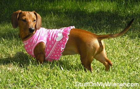 Ginger Snap in her new dress.