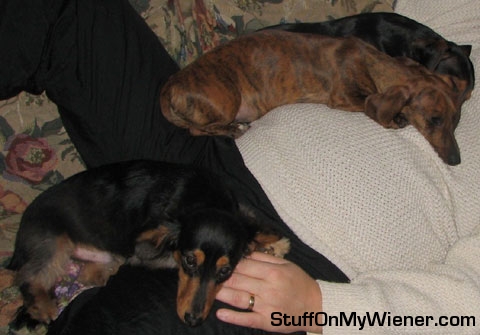 Jasper, Miracle, Barnabas as a security blanket.