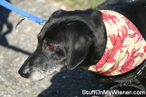 Pork Chop and his new Lobster bandanna.