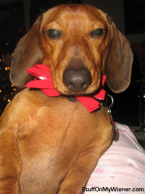 Toby Mac with x-mas bow collar.