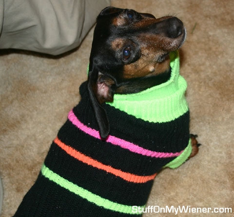 Willy in rainbow sweater.