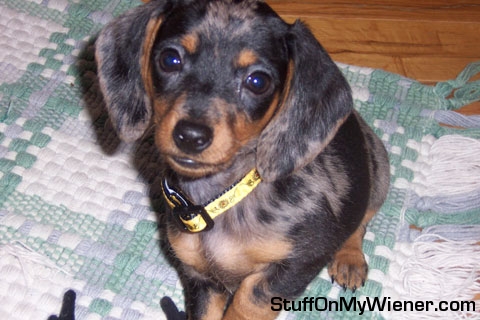 Chloe not sure of the camera, AGAIN.