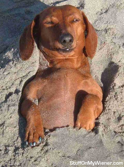 Kobi sunbathing, buried in the sand.