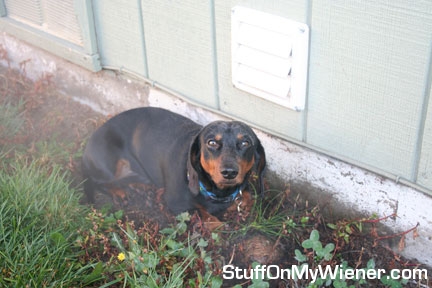 Oscar sitting in front of dryer vent.