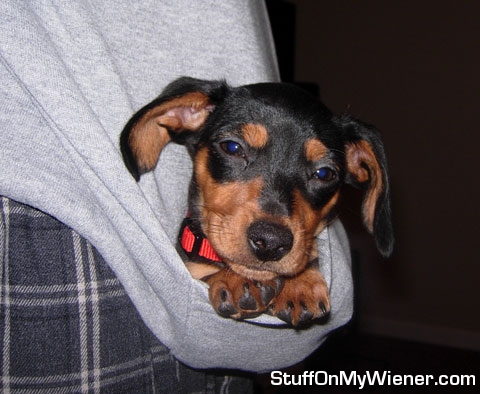 Riley in the front pocket of a sweatshirt.