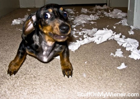 Ty with chewed up toilet paper.