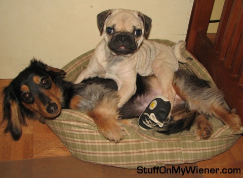 Barnabas with Goober on his back.