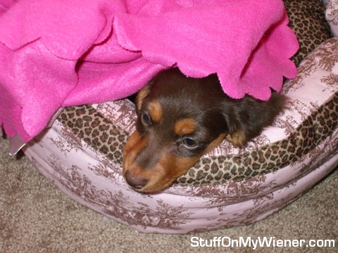 Bella, enough with the pink!