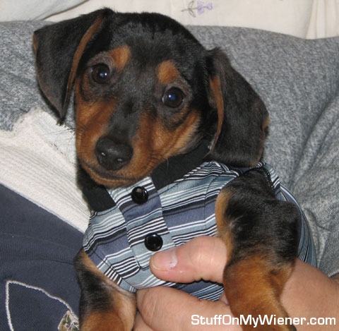 Jasper in a muscle shirt.