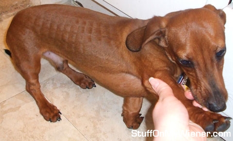 kurtzenbeine waffles