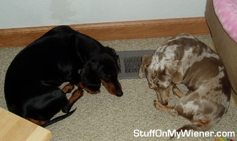 Miles and Emma laying at heat register.