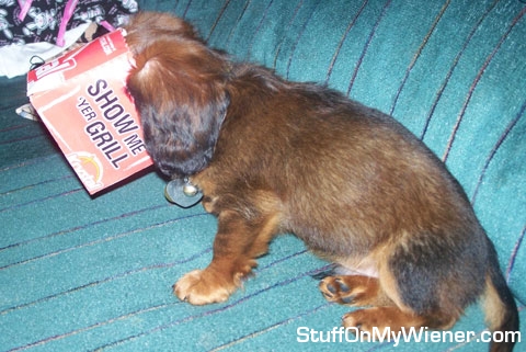 Mocha in a cheeseburger box.
