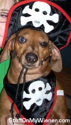 Sir Duke in his pirate costume.