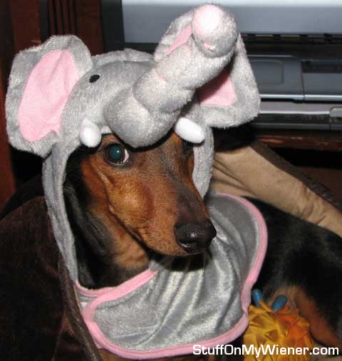 Jasper in elephant hat.