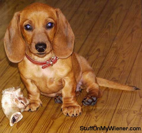 Aura with a cow bone.