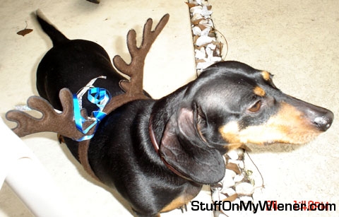 Dixie Doodle with a reindeer headband.