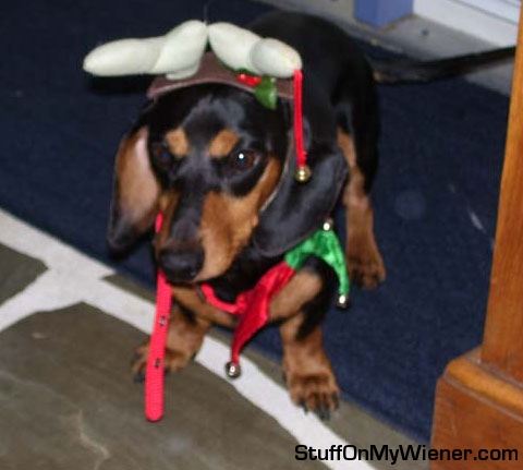 Gus in a x-mas outfit.