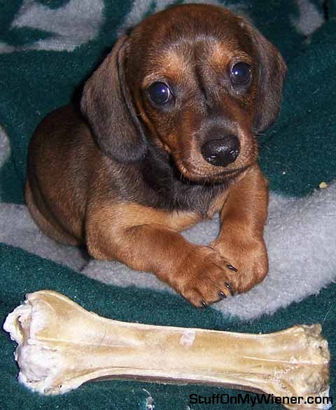 Indy with a big bone.