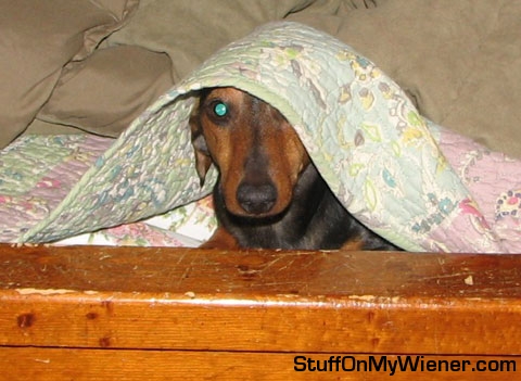 Jasper is not ready to wake up.