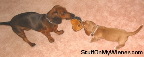 Nathan and Frankie playing tug of war.