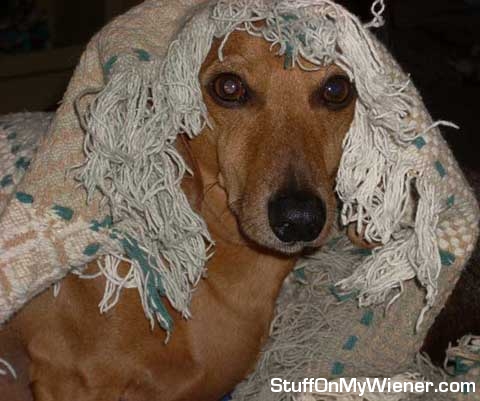 Peanut Butter under a rug.
