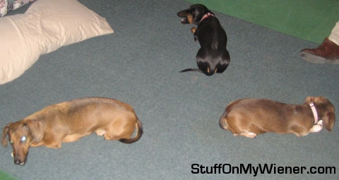 Parker, Rocky, and Penny in pack formation.