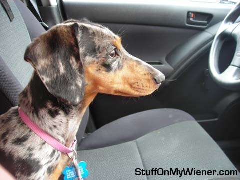 Pippi planning her test drive.