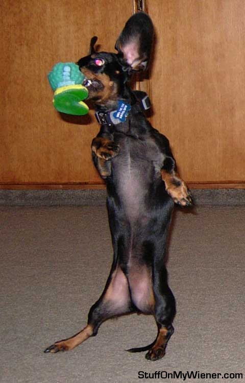 Prince charming goes airborne.