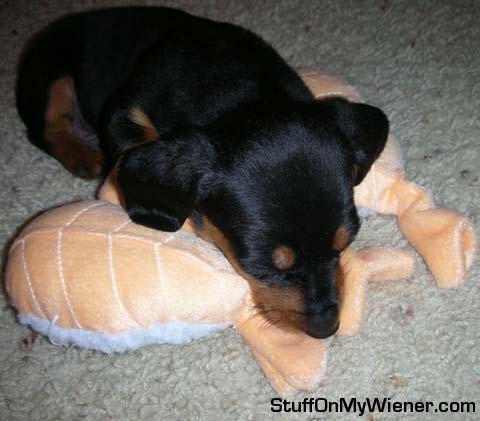 Razputin asleep on his sushi toy.