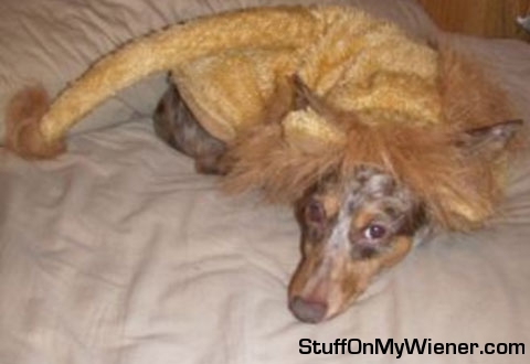 Rudy in a lion costume.