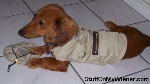 Rusty in a hunting outfit.