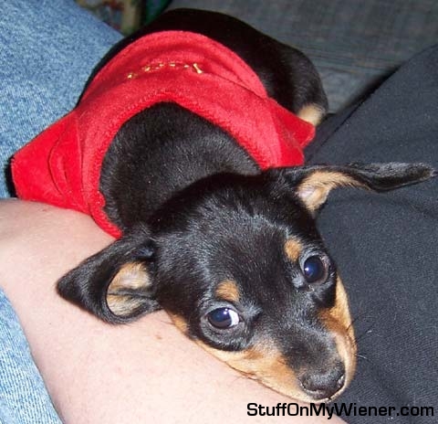 Sawer trying to nap in his Pooh shirt.