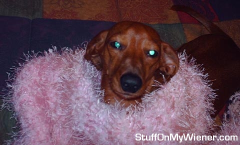 Sugar with a pink boa.