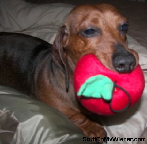 Wally chewing on a veggie toy.