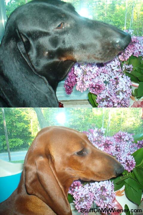 Bandito and Mya smell the lilacs.