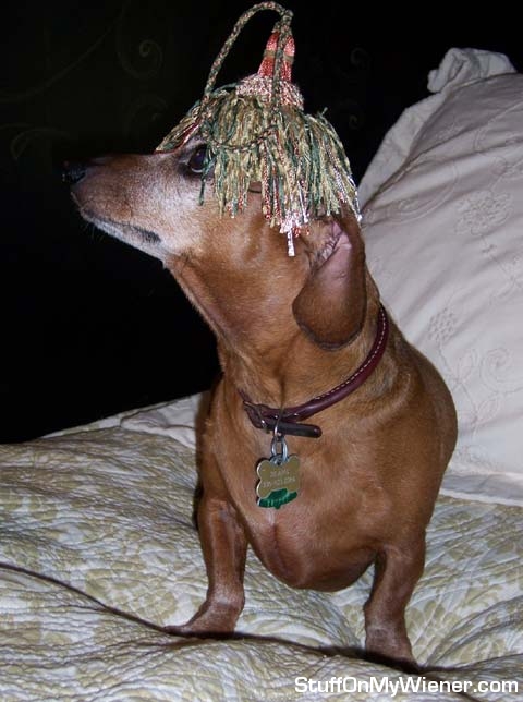 Beans with a tassel on her head.