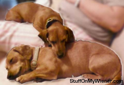 Oscar resting his head on Bella.