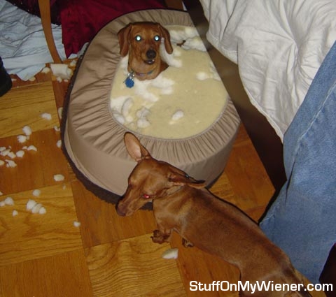 Charlie and Libby with a holey bed.