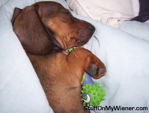 Indy loves the new toy.