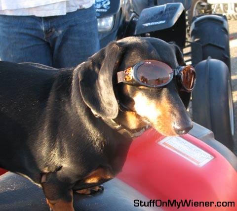 Jack dons his doggles for quad riding.