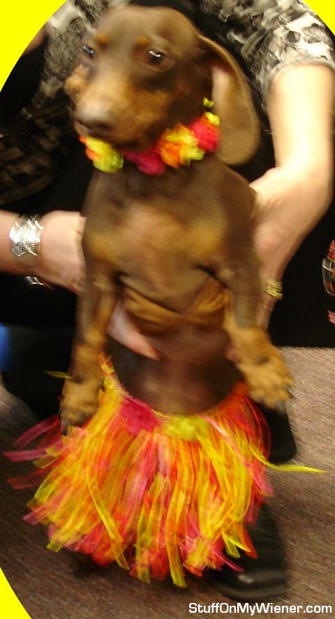 Kirby in a hula skirt and bikini top.