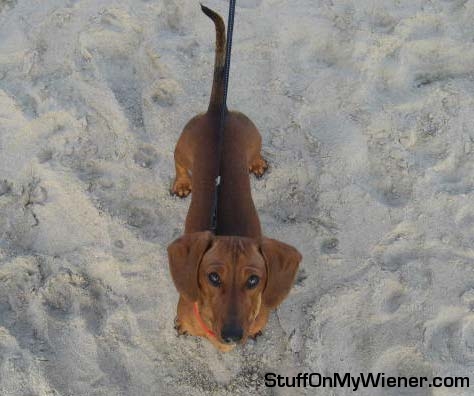 Ollie makes a trip to the beach.