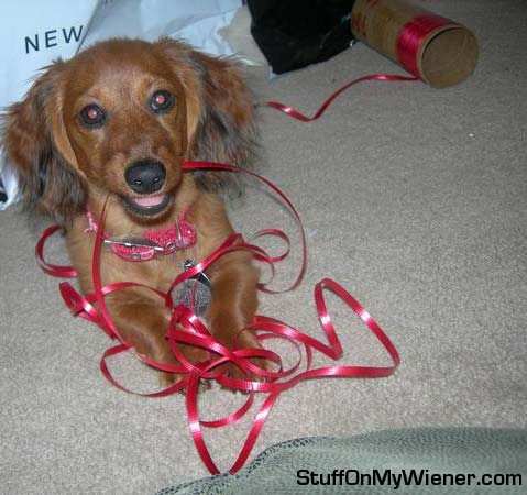 Sadie with wrapping ribbon.