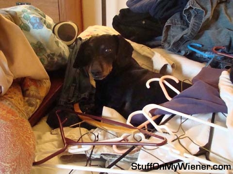 Sol asleep in a box of hangers.