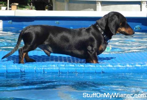Tito playing lifeguard.