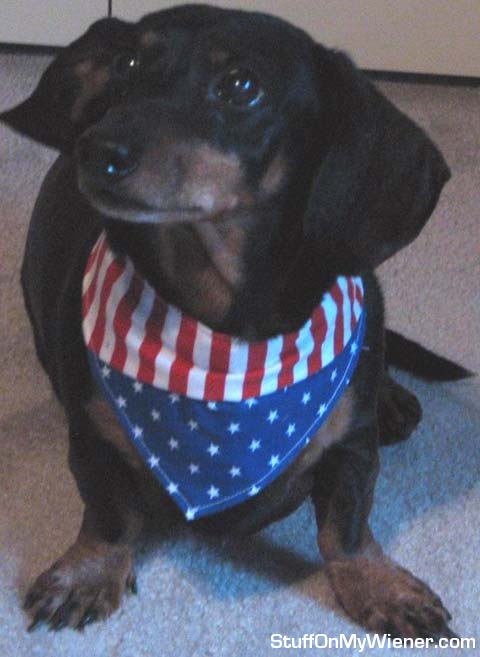 Bennie with a flag bandanna.
