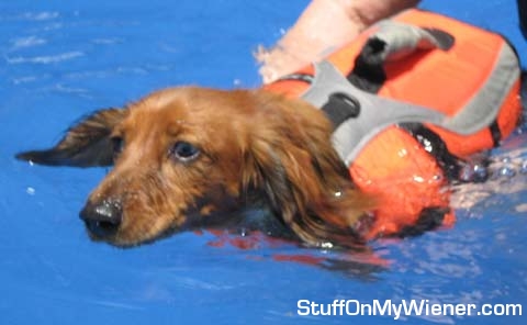 Chester in his life jacket.